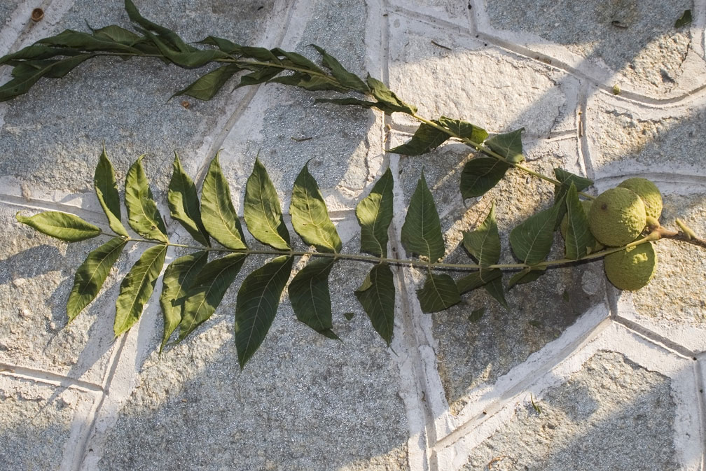 Juglans nigra / Noce nero americano (pianta coltivata)